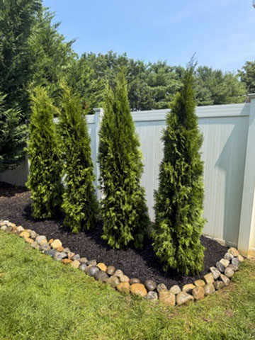Evergreen privacy screen with a dark mulch bed and natural stone edging installed by AJV
